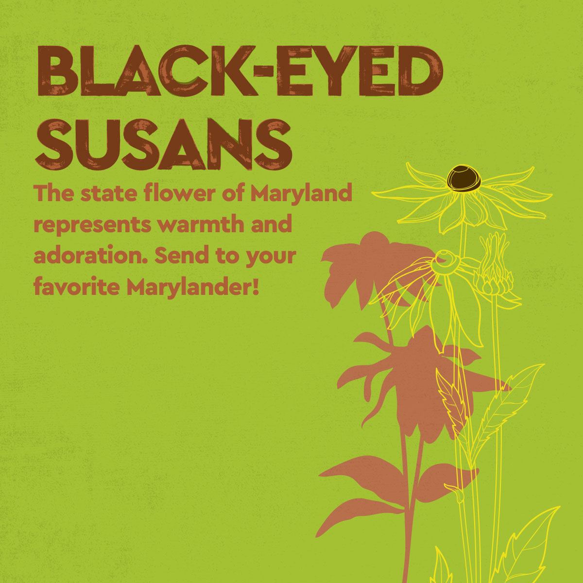 flower_carousel_assets_black_eyed_susans